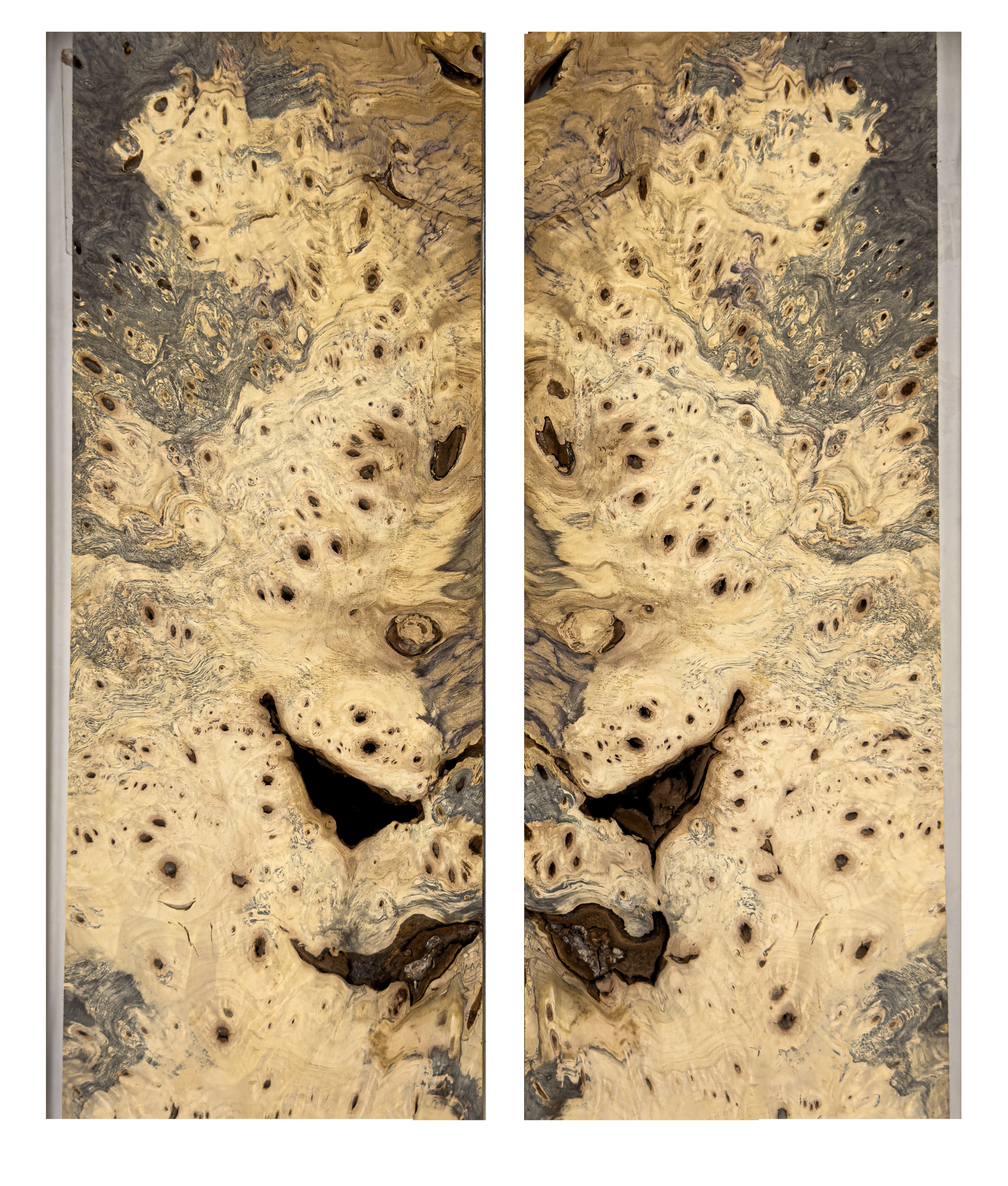 Buckeye Burl